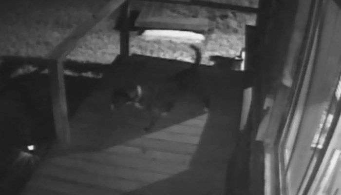 Maeby, a 3-year-old boxer/Labrador mix, went outside her family home and got into a scrape with a mountain lion. (Source: KDVR/CNN)