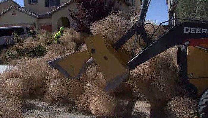 Victorville's code enforcement division was brought in to remove the prickly bushes by the truckload. (Source: KABC/CNN)