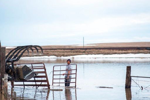 (Ryan Welch/Havre Daily News via AP). Justin Miller moves gates from a flooded pasture via his tractor Monday at Gildford. The gates will be used to help hold cows that had to be moved late Friday early Saturday as rising water hit his pastures. The to...