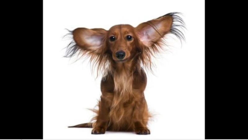 Just snap a picture of a hound you want to ID and the Doggzam! app will do the rest. (Source: DoggZam!/WXYZ/CNN)