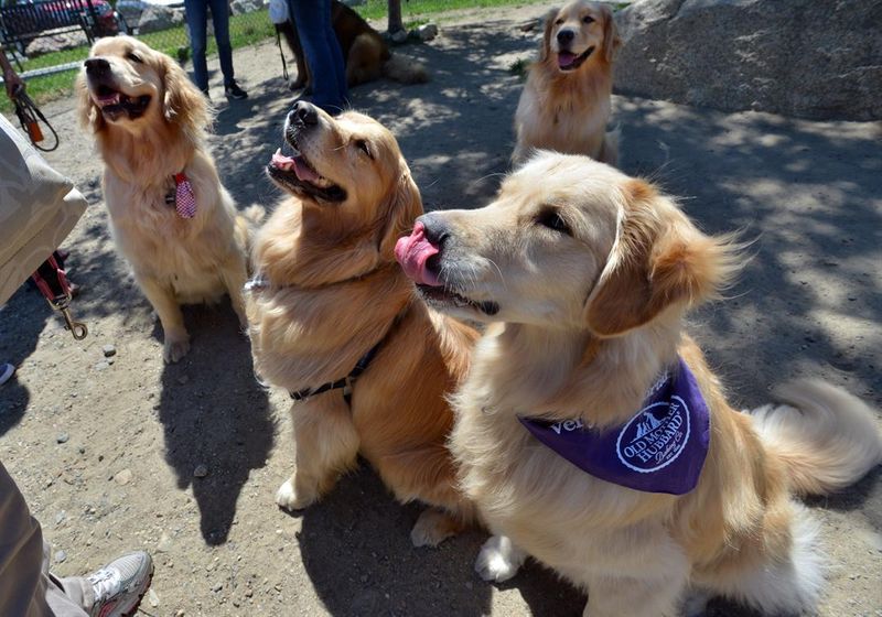 Reports said there were more than 360 Goldens on hand in Tomich, a village in the Scottish Highlands. (Source: Josh Reynolds/AP Images for Old Mother Hubbard)