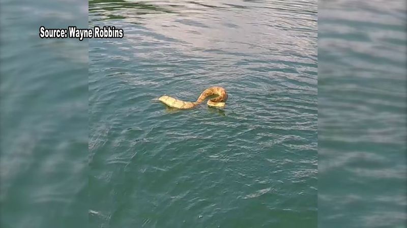 Wayne Robbins and his family were out for a day on Fontana Lake in North Carolina on July 14 when they noticed an uninvited guest headed straight for their boat. (Source: Wayne Robbins)
