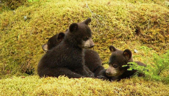 This bear family can’t get enough of a family’s backyard fountain. (Source: Pixabay, file)
