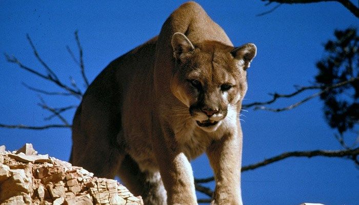 The big cat sauntered into her home through an open door. (Source: Pixabay, file)