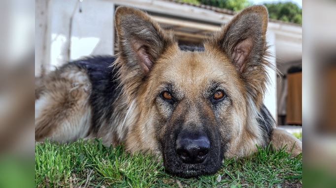 Scott Schach said he’d always seen coyotes around his home but never up close until two of them attacked Princess. (Source: Pixabay, File)