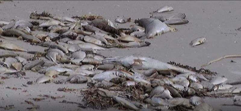 A harmful algal bloom is killing fish along the coast of southwest Florida. (Source: WWSB)