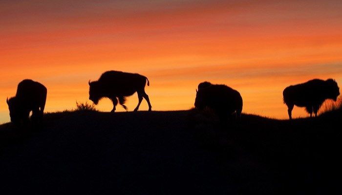 The man jumped in front of the bison, shouted at it and then struck a pose like a professional wrestler preparing to take on a foe in the ring. (Source: Pixabay, file)