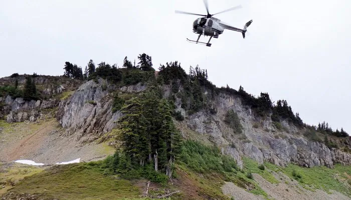 Helicopters and trucks are relocating hundreds of mountain goats from Olympic National Park. (Source: Washington Dept. of Fish & Wildlife via AP)