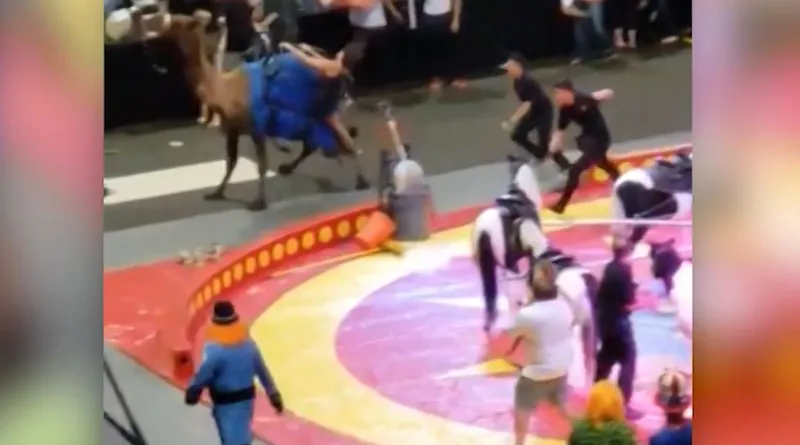 The circus chairman said this was the first incident in 69 years and they are ready to handle it and move forward. (Source: Ronald Smith/Facebook)