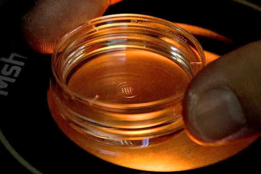 (AP Photo/Mark Schiefelbein). In this Oct. 9, 2018 photo, an embryologist adjusts a microplate containing embryos that were injected with gene-editing components in a laboratory in Shenzhen in southern China's Guangdong province. Most Americans say it ...