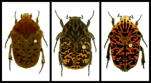 (Brett Ratcliffe via AP). This combination of undated photos provided by Brett Ratcliffe in December 2018 shows, from left, Gymnetis drogoni, Gymnetis rhaegali and Gymnetis viserioni beetles from South America. Ratcliffe named three of his eight newest...