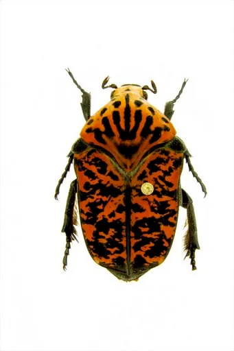 (Brett Ratcliffe via AP). This undated photo provided by Brett Ratcliffe in December 2018 shows a Gymnetis viserioni beetle from the Calima Valley in Colombia. Ratcliffe named three of his eight newest beetle discoveries after the dragons from the HBO ...