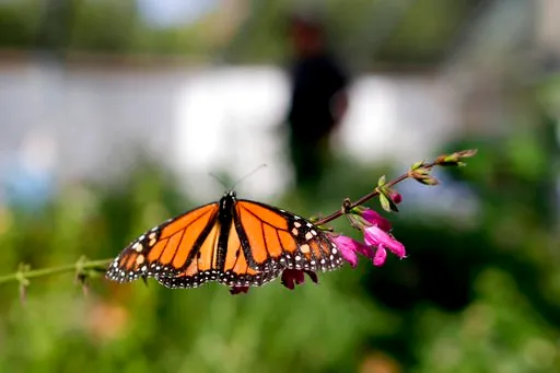 (AP Photo/Gregory Bull, File). FILE- In this Aug. 19, 2015 photo, Tom Merriman stands behind a monarch in his butterfly atrium at his nursery in Vista, Calif.  Researchers with an environmental group are labeling as "disturbingly low" the number of wes...